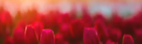 imagen flores amarillas