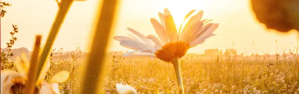 imagen flores amarillas